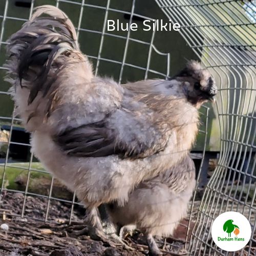 Blue Silkie Cockerel