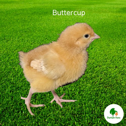 Buttercup Chick (Female)