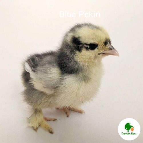 Blue Pekin Chick (Unsexed)