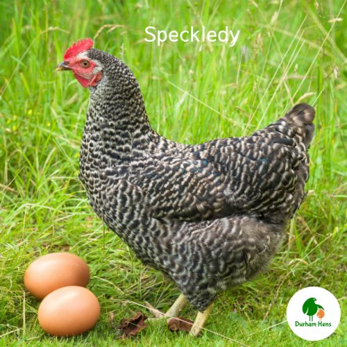 Speckledy Hen