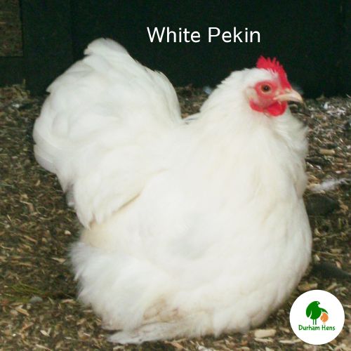 White Pekin Hen