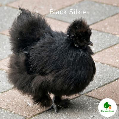 Black Silkie Hen