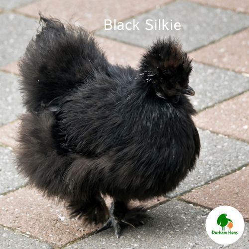 Black Silkie Hen