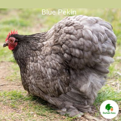 Blue Pekin Hen