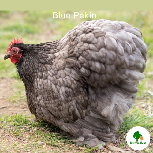 Blue Pekin Hen