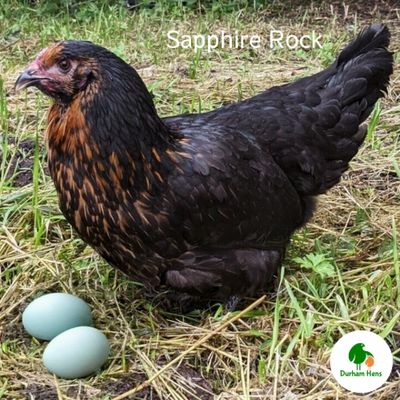 Sapphire Rock Hen