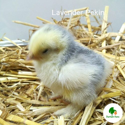 Lavender Pekin Chick (Unsexed)