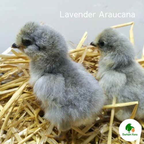 Lavender Araucana Chick (Unsexed)