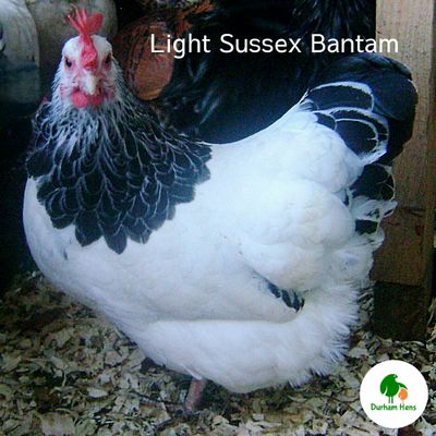 BANTAM Light Sussex Hen