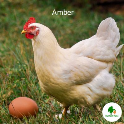 Amber Hen
