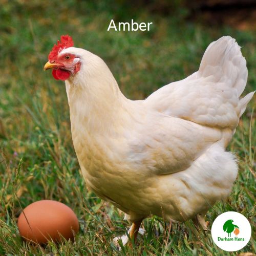 Amber Hen