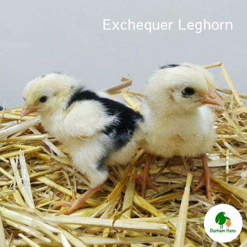 Exchequer Leghorn Chick (Unsexed)