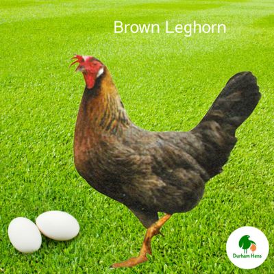 Brown Leghorn Hen