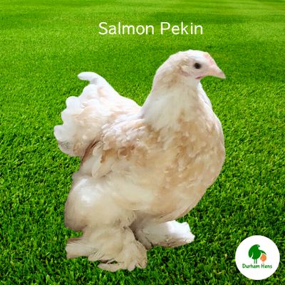 Salmon Pekin Hen