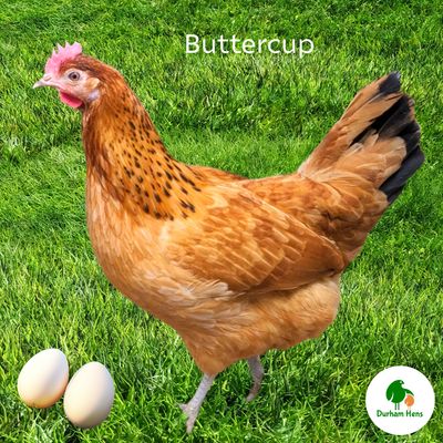Buttercup Hen