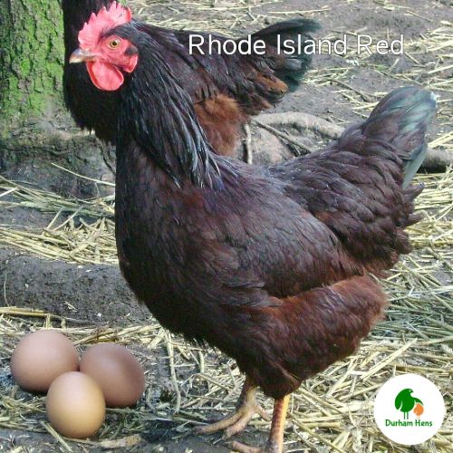 Rhode Island Red Hen