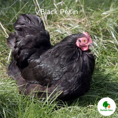 Black Pekin Hen