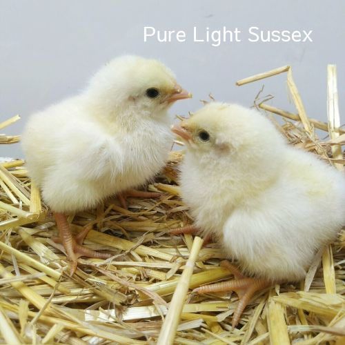 Light Sussex Chick (Unsexed)