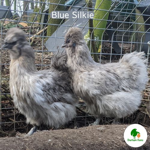 Blue Silkie Hatching Eggs (Pack of 6)