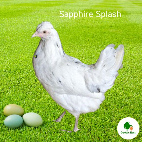 Sapphire Splash Hen