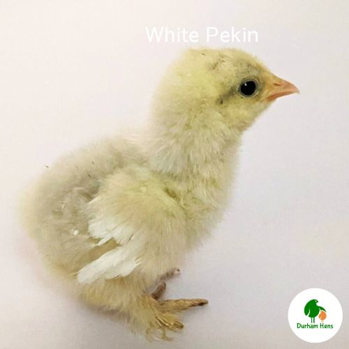 White Pekin Chick (Unsexed)