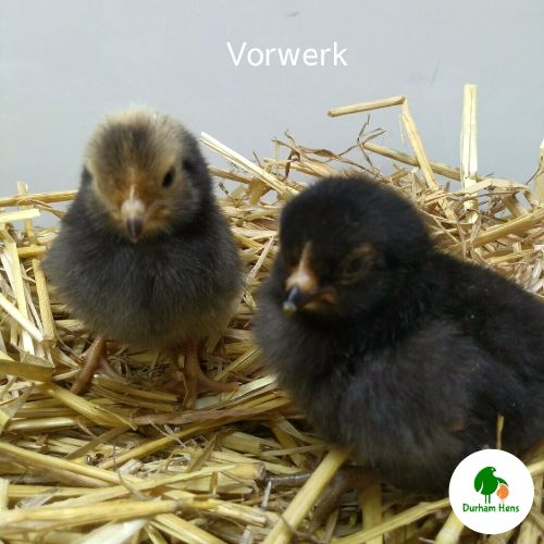Vorwerk Chick (Unsexed)