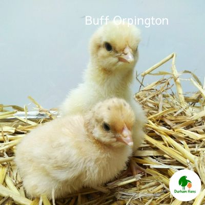 Buff Orpington Chick (Unsexed)