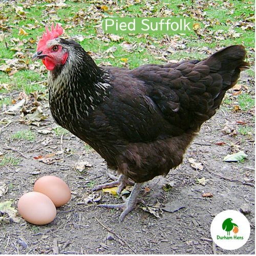 Pied Suffolk Hen