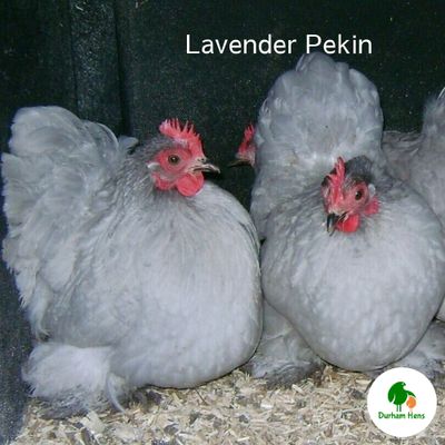 Lavender Pekin Hen