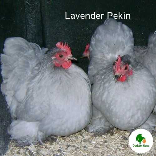 Lavender Pekin Hen