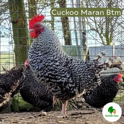 Cuckoo Maran Bantam Cockerel