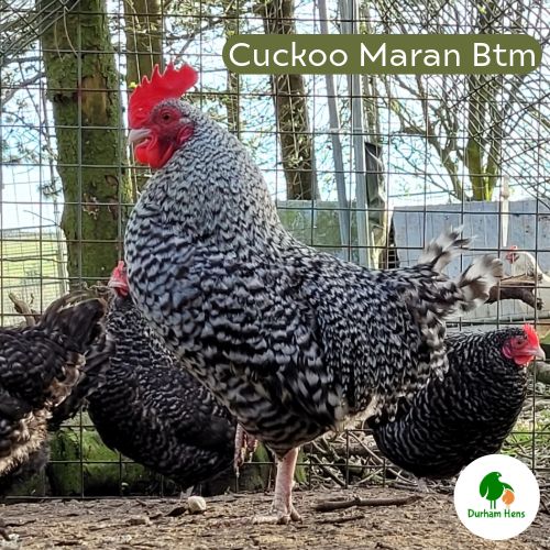 Cuckoo Maran Bantam Cockerel