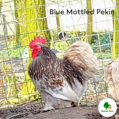 Blue Mottled Pekin Cockerel