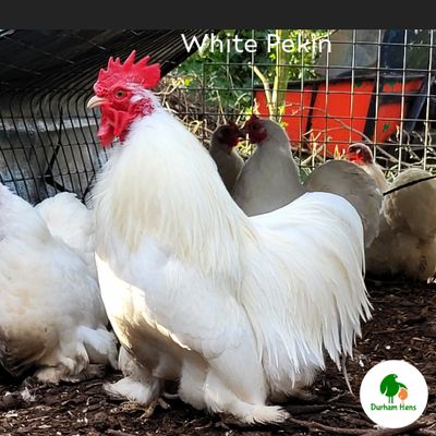 White Pekin Cockerel