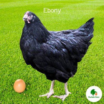Ebony Hen