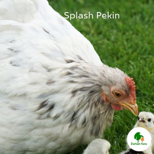 Splash Pekin Hen