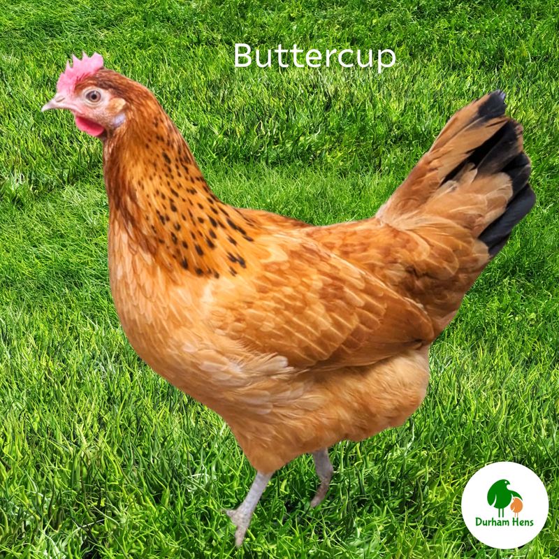 Buttercup Hatching Eggs (Pack of 6)