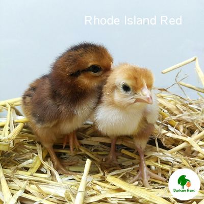 Rhode Island Red Chick (Unsexed)