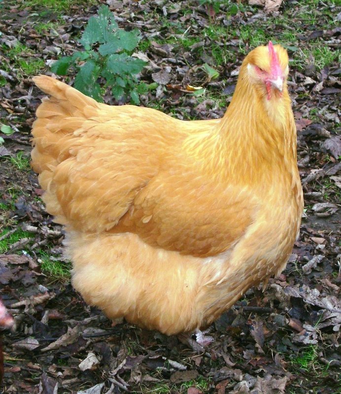Buff Orpington Hatching Eggs (Pack of 6)