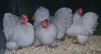 Lavender Pekin Hatching Eggs (Pack of 6)