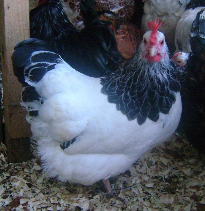 Light Sussex Bantam Hatching Eggs (Pack of 6)