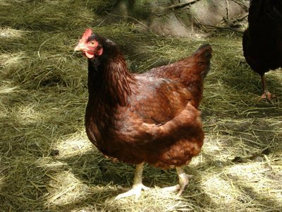 Rhode Island Red Hatching Eggs (Pack of 6)