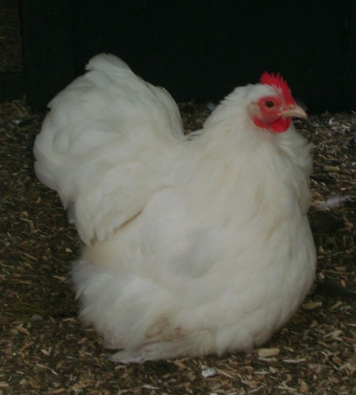 White Pekin Hatching Eggs (Pack of 6)