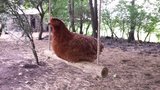 Swing for Hens