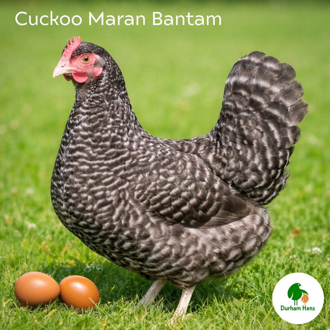 Cuckoo Maran Bantam Hatching Eggs (Pack of 6)