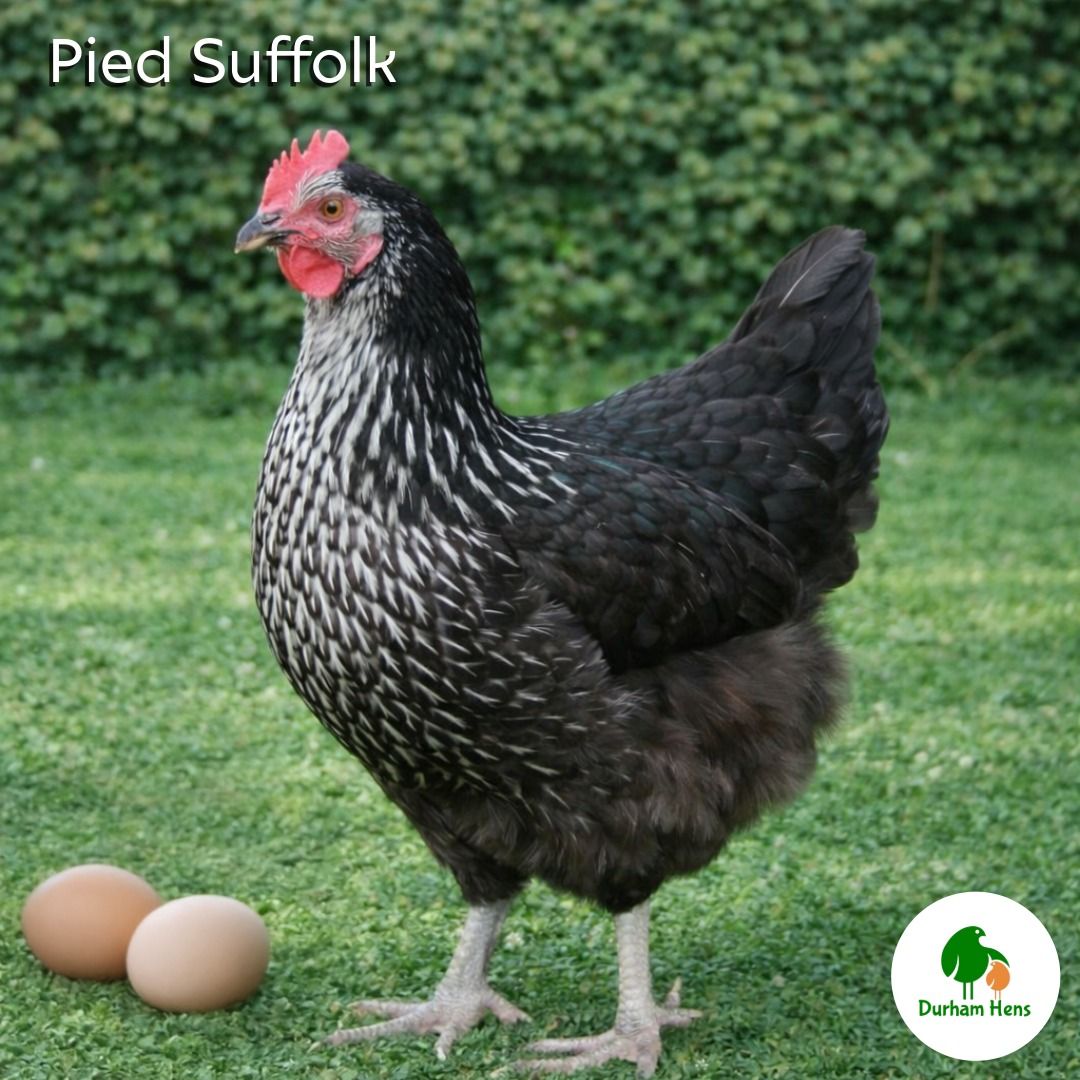 Pied Suffolk Hen