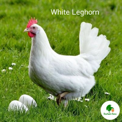 White Leghorn Hen