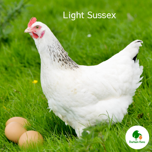 Light Sussex Hen