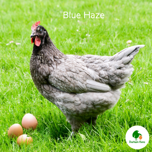 Blue Haze Hen