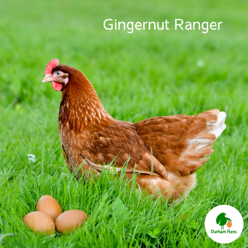 Gingernut Ranger Hen